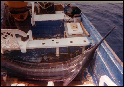 LA PLAYITA, BCS, MEXICO -- After over two hours, the spectacular fish is boated, dead from its two-plus hour battle. The meat will be distributed to the families of La Playita.