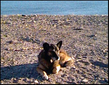 HUERFANITO, MEXICO -- Zelda soaking up the sun. Even though we are south, it is not warm yet. The night is still cold-- lower to mid-40’s. The sun, on both of us, feels great. As it gets hotter Zelda begins to seek the shade, under the van being her favorite spot. Then, after she gets accustomed to the heat she often will lie down right out in the blasting sun, like some Mexican dog lying in the middle of the road in the middle of the day.