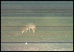 LAGUNA MANUELLA, MEXICO, POSTED  -- OK, so the photo isn’t so great. It was shot with my little Olympus autofocus, in the dark, with my arm sticking out the door. It’s a coyote four feet from the van. There were two of them. Bold little suckers.