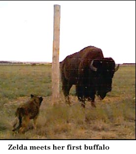 Zelda meets her first buffalo