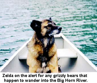 Zelda on the alert for any grizzly bears that happen to wander into the Bighorn River.