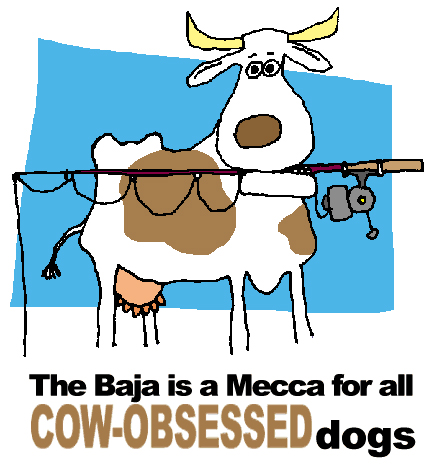The Baja is a mecca for all cow-obsessed dogs