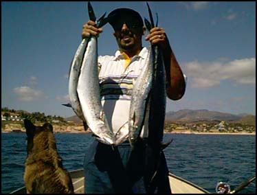PALMILLA, SAN JOSE DEL CABO, MEXICO -- Once again, mi marinero, Paco comes up big in the fish department. Of the six sierras he is holding, five are his. I did catch the biggest, however.