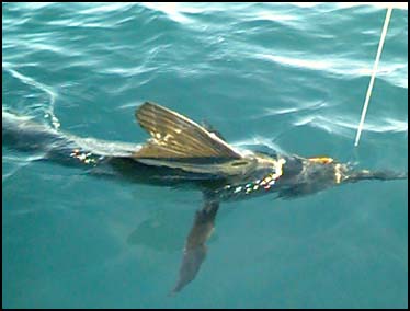 PALMILLA, SAN JOSE DEL CABO, MEXICO -- A six-foot marlin circled under the boat after a 20-minute battle.  Truly a magnificent creature.