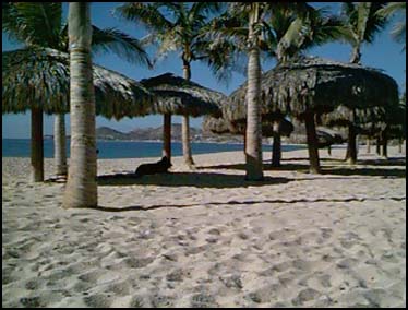 PALMILLA, SAN JOSE DEL CABO, MEXICO -- This is where I've relocated my office due to the unusual amount of noise that assaults the hotel because of the construction next door. With the early morning sun and gentle surf, it is the perfect place to start one's workday